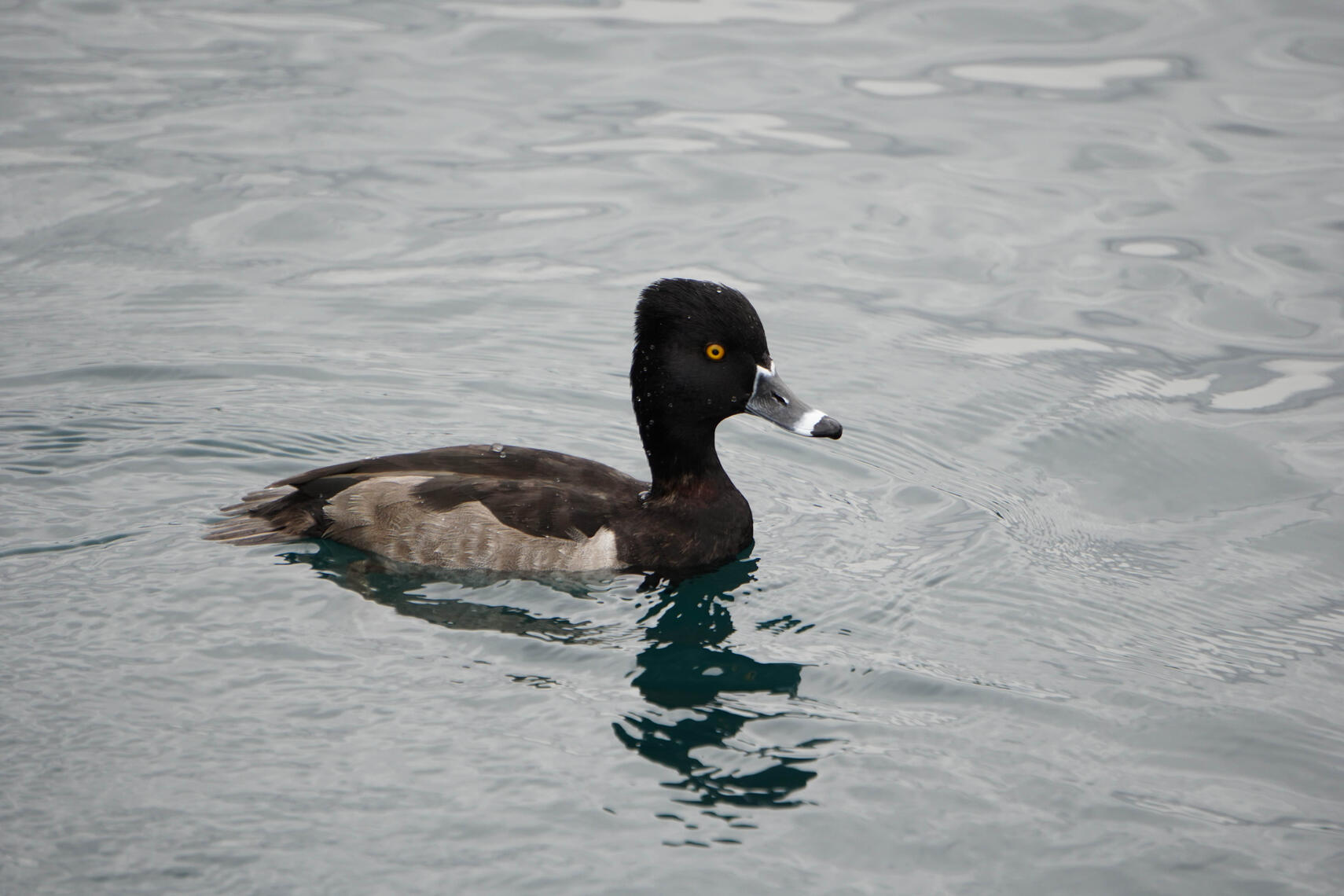 duck