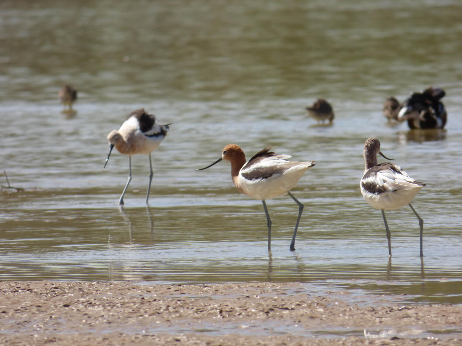 sandpipers