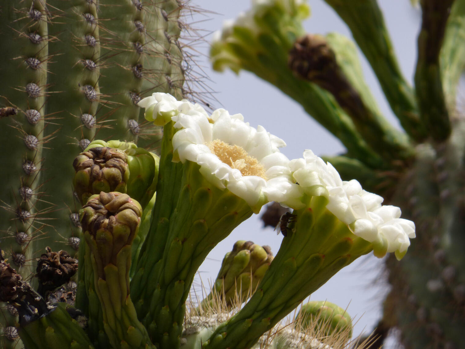 cactus blossom + bee