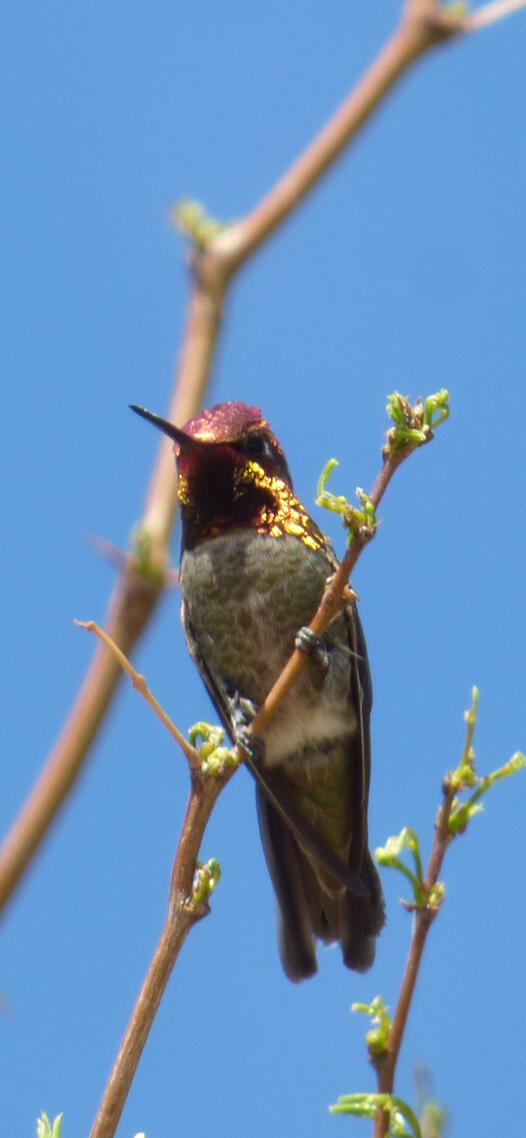 red hummingbird