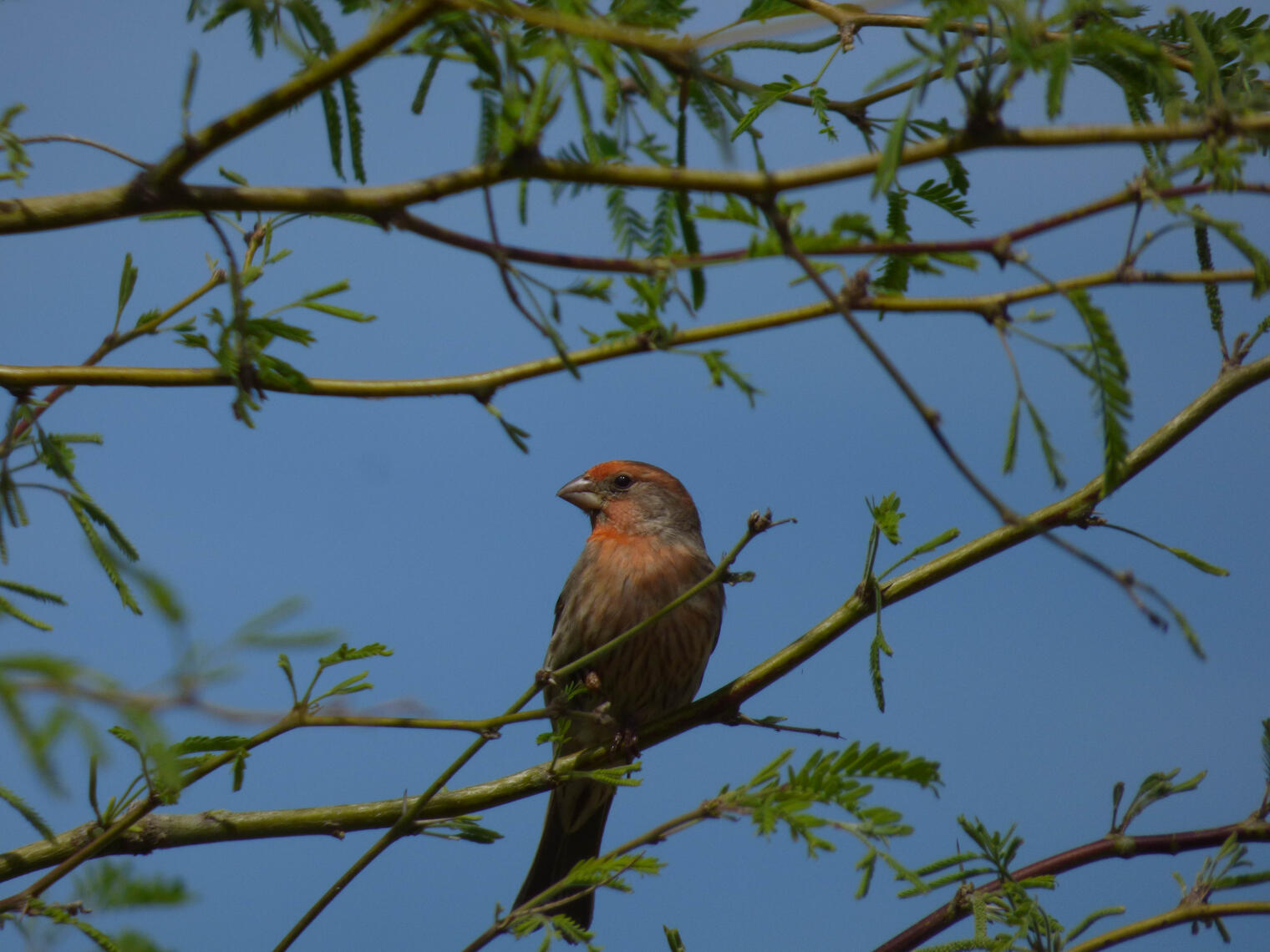 bird 2