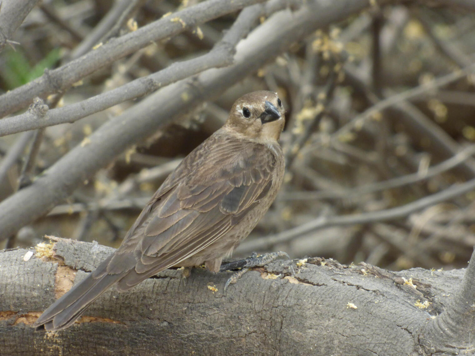 bird 4