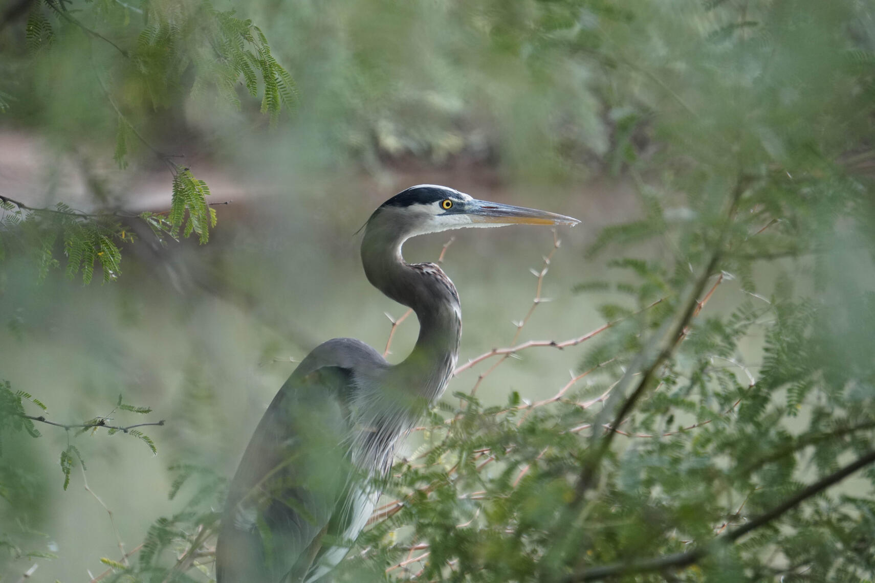 blue heron