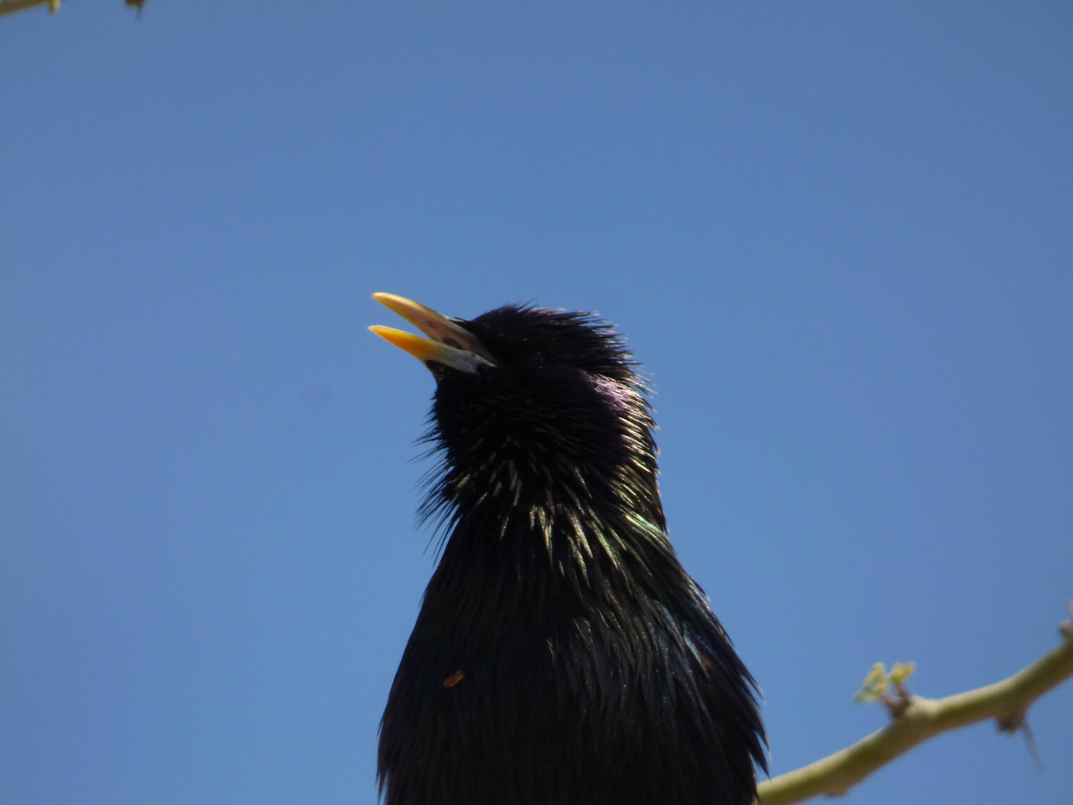 bird 3