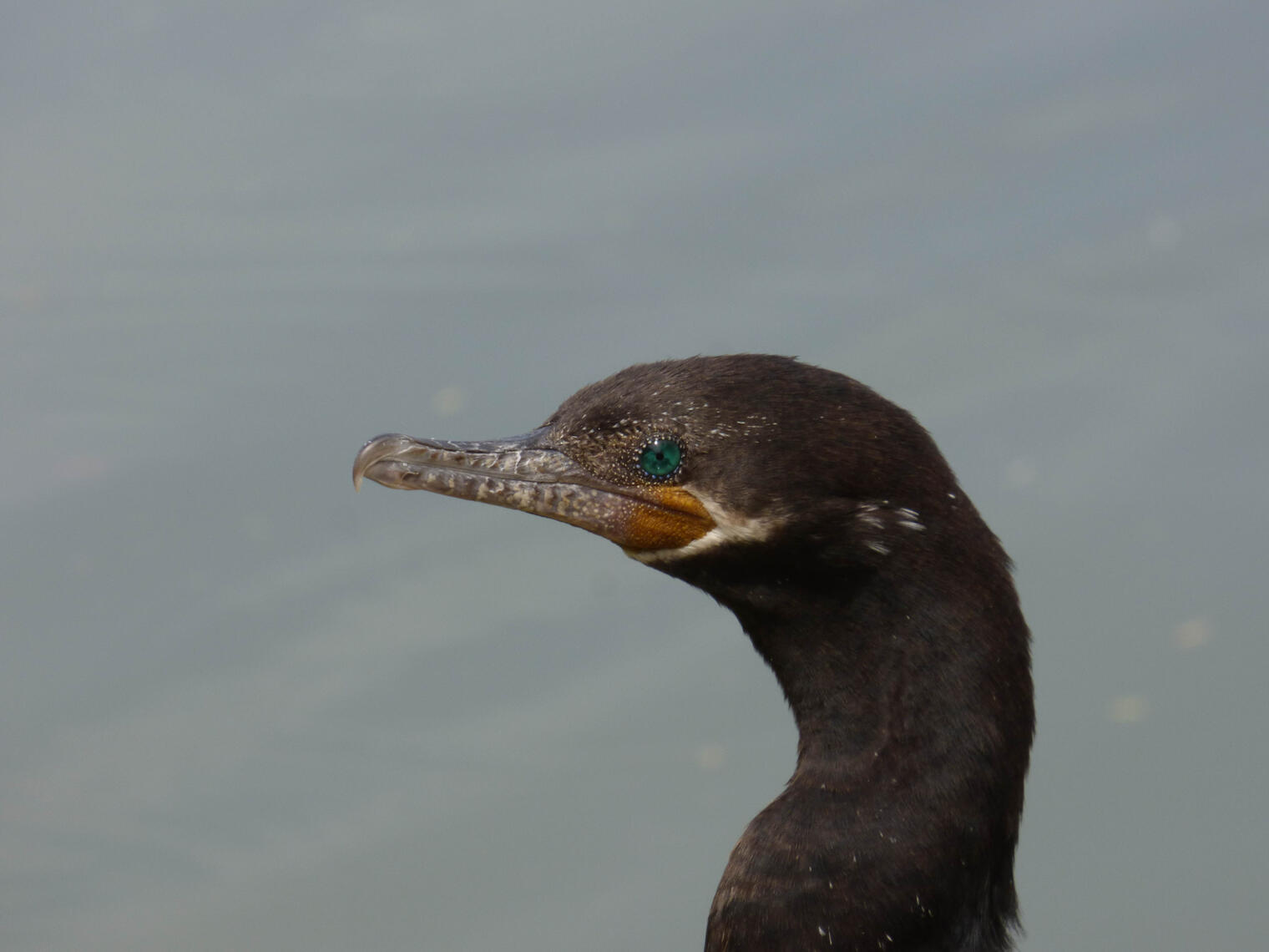 cool eye bird