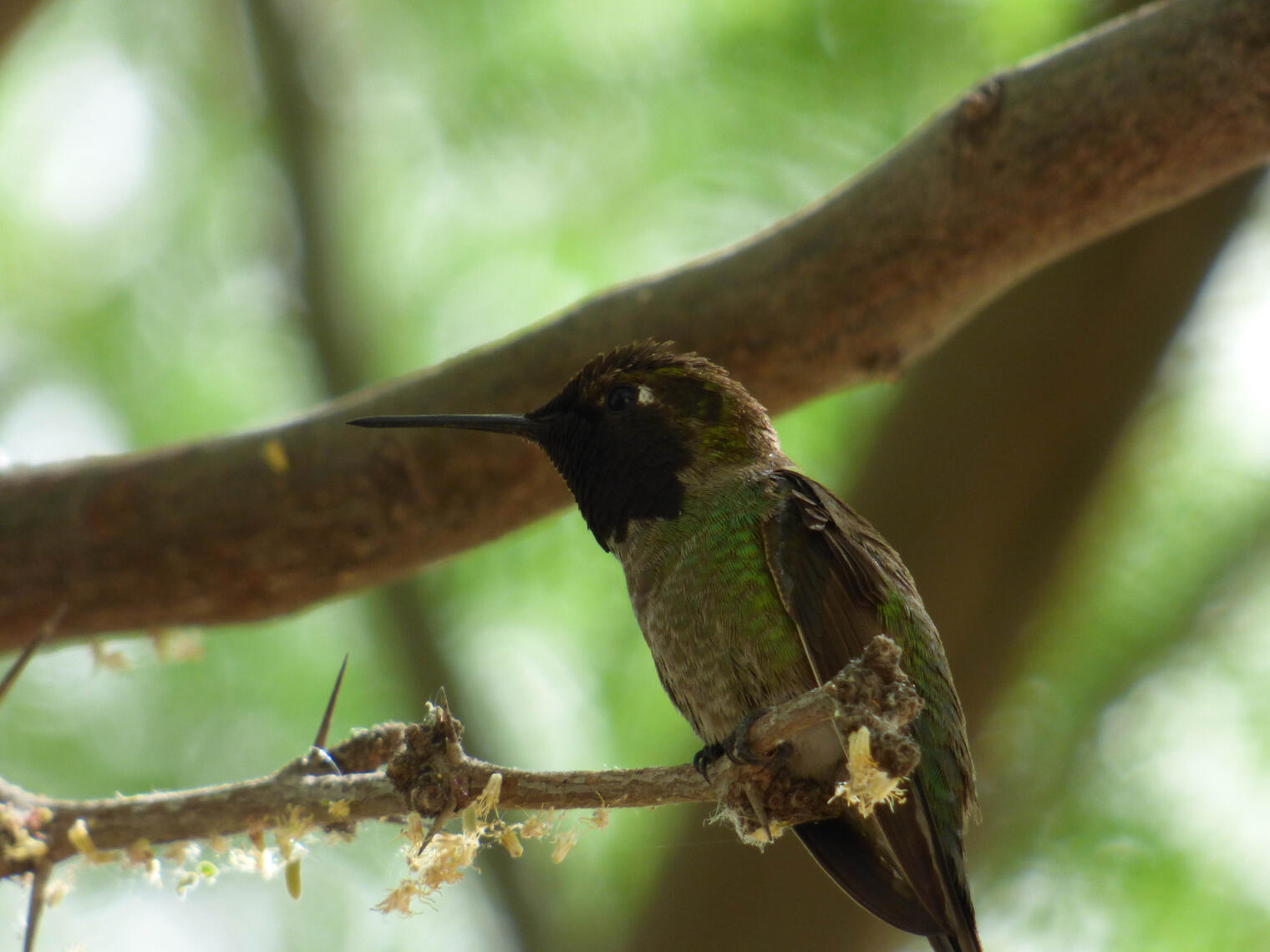 cute hummingbird