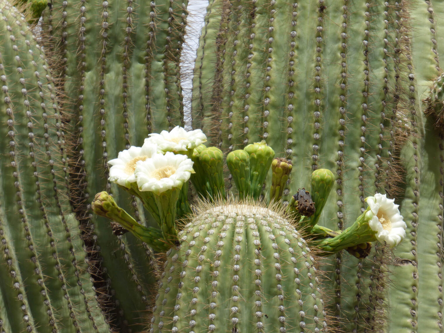 cactus blossoms