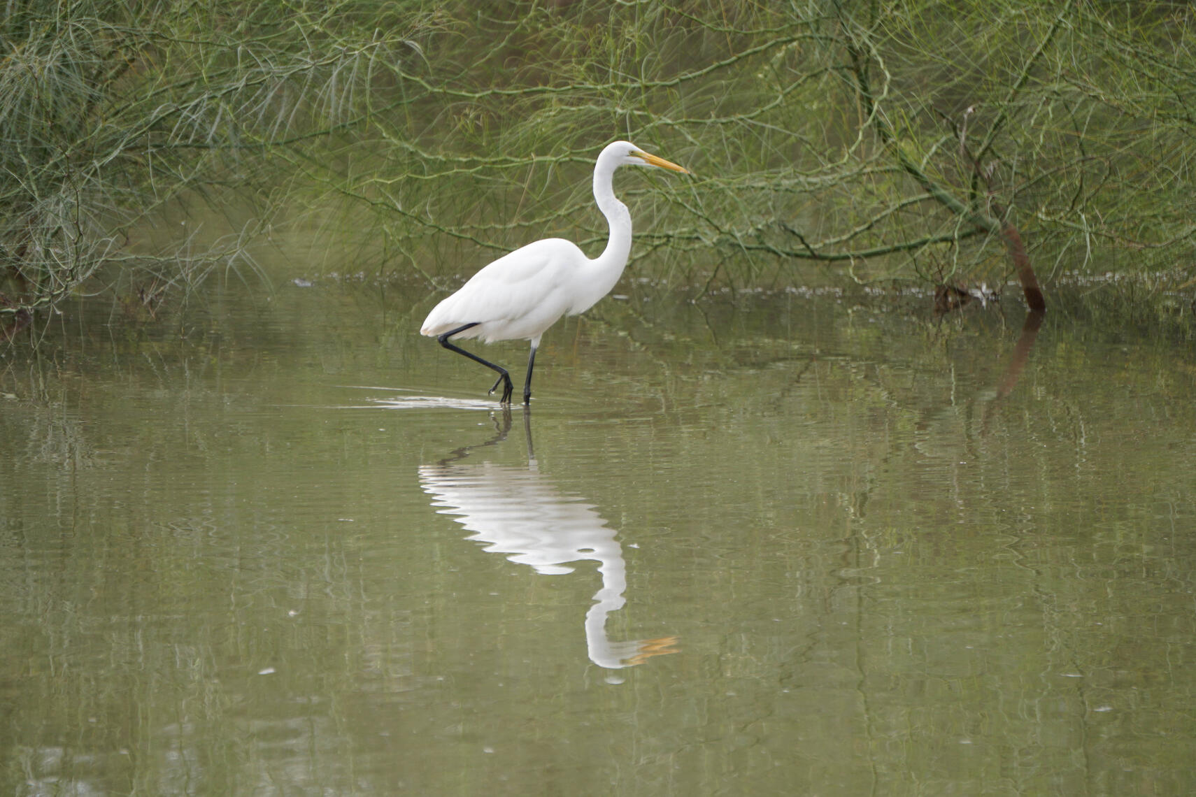 heron in da wata