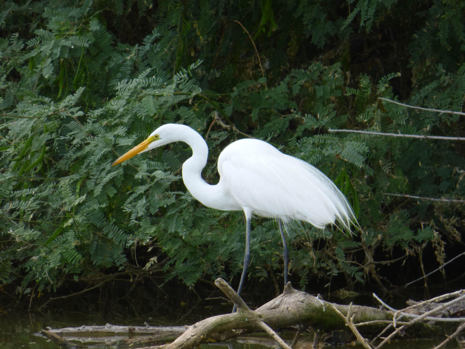 heron